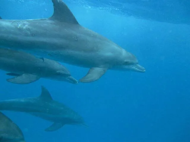 Bottlenose dolphins, Kizimkazi