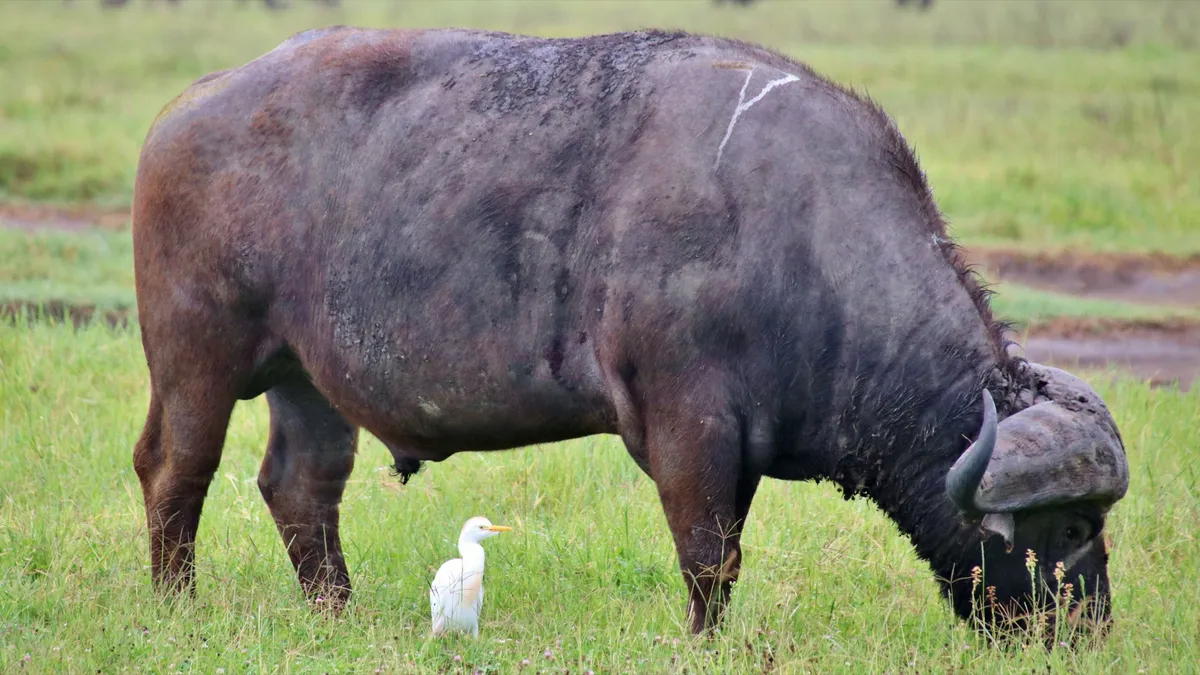 Buffalo and egret near wetlands in Nyerere National Park