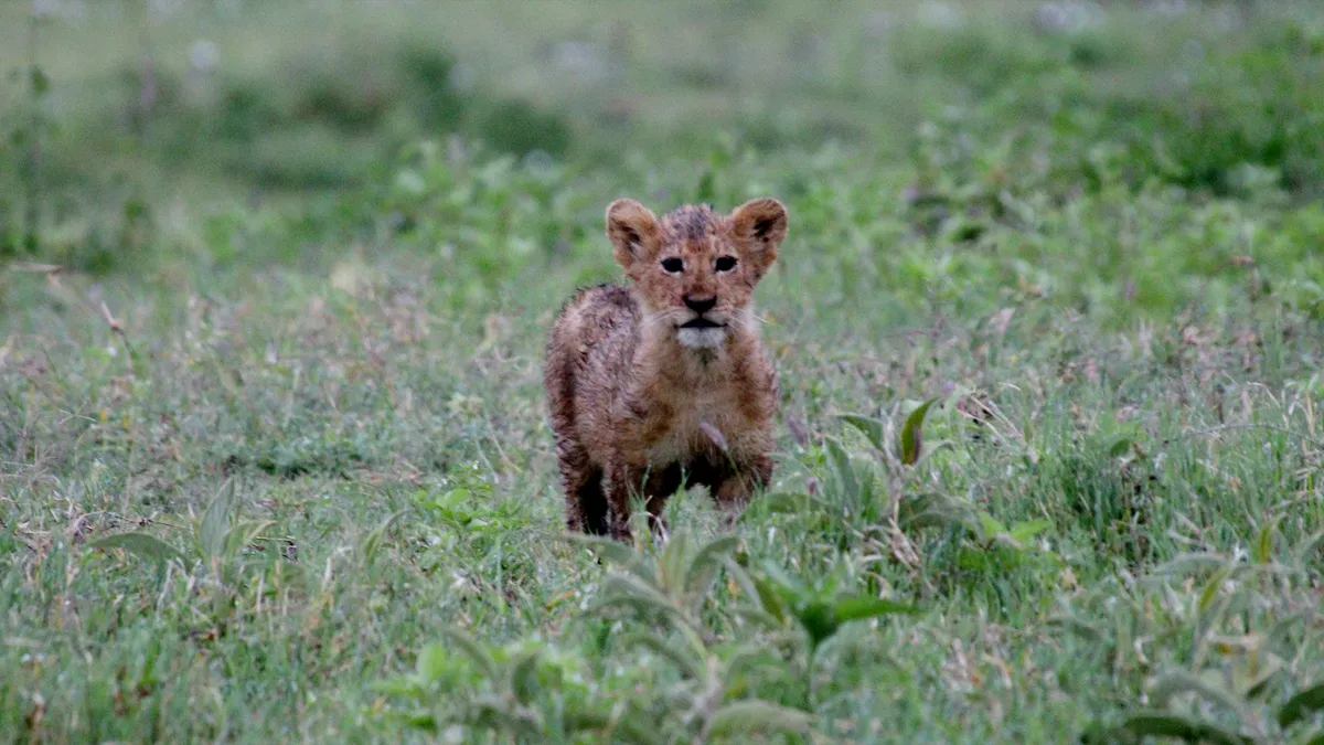 Lion cub in grass